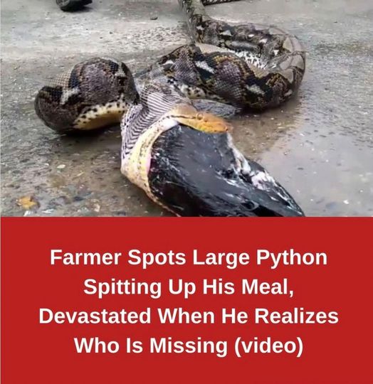 A Farmer’s Nightmare: Pythons Strike Again!