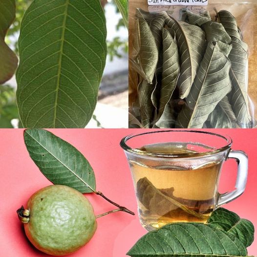 The Health Benefits of Guava Leaf Tea