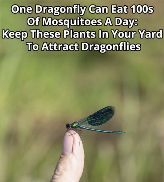 Dragonflies: Nature’s Magnificent Mosquito Control