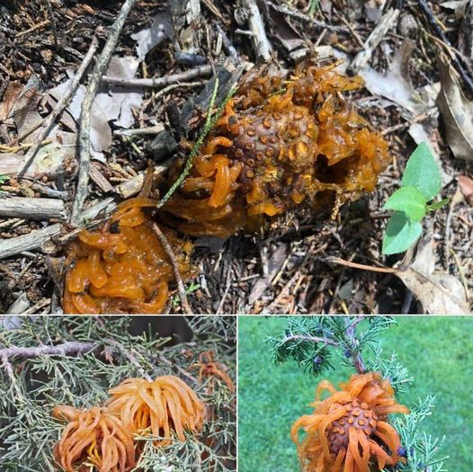 Dealing with Cedar-Apple Rust in Your Backyard