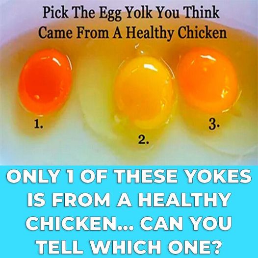 Making Healthier Choices: Selecting Quality Eggs