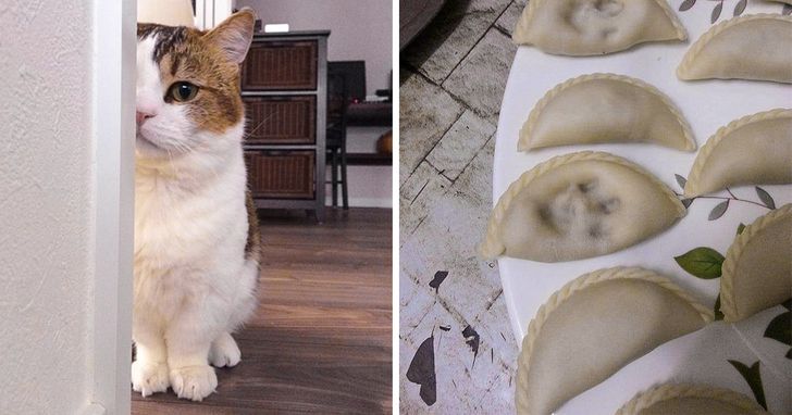 23 Audacious Pets That Were Caught Red-Pawed