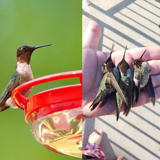 Unclean Hummingbird Feeders Can Be Harmful For Hummingbirds