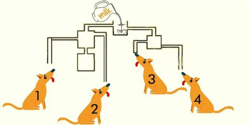 “Brain Teaser Challenge”: Tell Which Dog Will Drink The Milk First In This Puzzle!