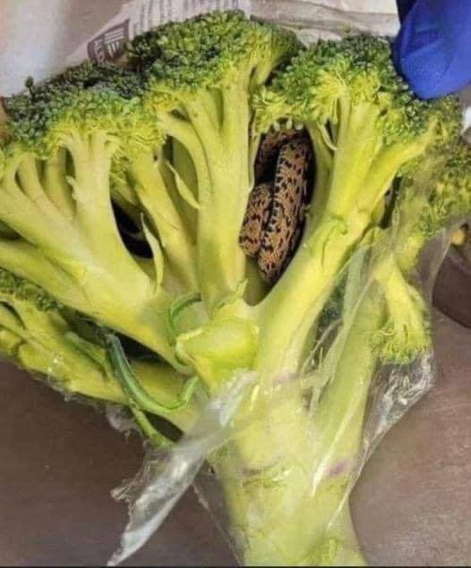 “Shocking Encounter: Horrifying Discovery Made by Man Inside a Bag of Broccoli Purchased at Aldi”