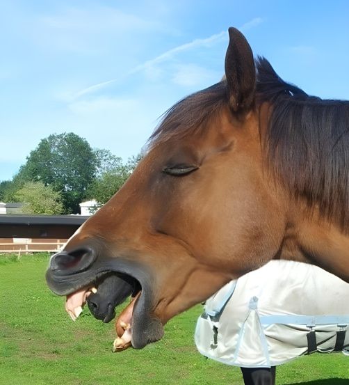 When the horse began gagging for no apparent reason, the owner got out his phone to take a picture because he was perplexed. He only noticed what was coming out of the horse’s mouth when he reviewed the photo.