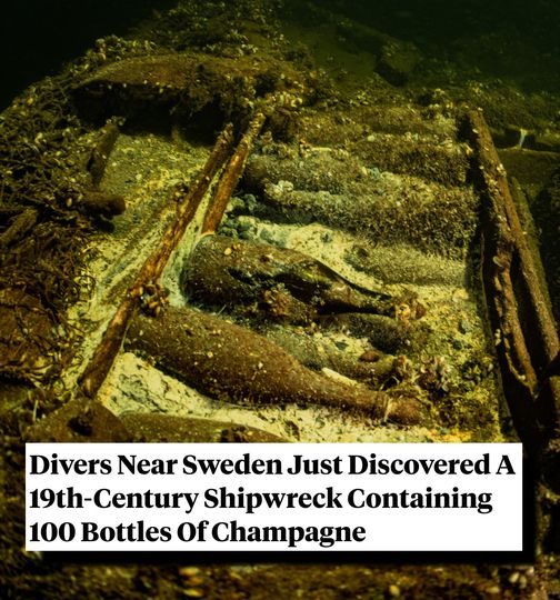 100 Bottles Of Champagne Discovered In A 19th-Century Shipwreck Near Sweden — And They Could Be Drinkable