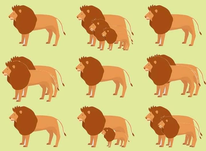 How many lions can you spot?