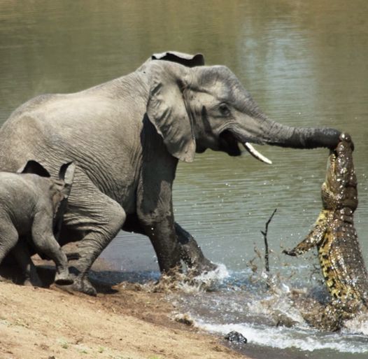 Crocodile catched little elephant’s trunk when he was drinking a water! See what happened after