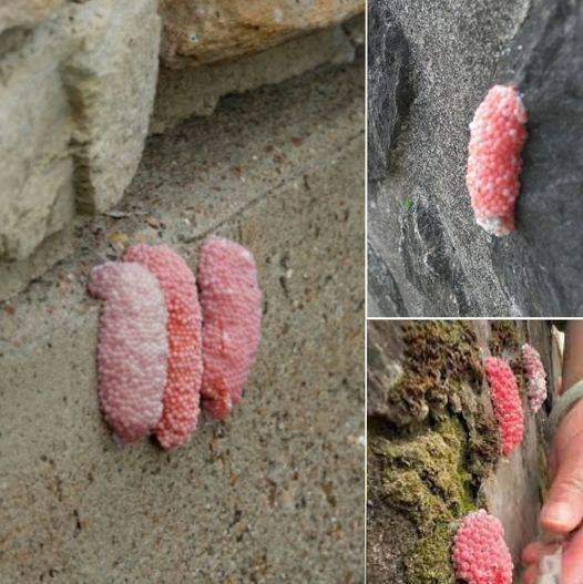 The Arrival of Apple Snail Pink Eggs: A Risk to Biodiversity.