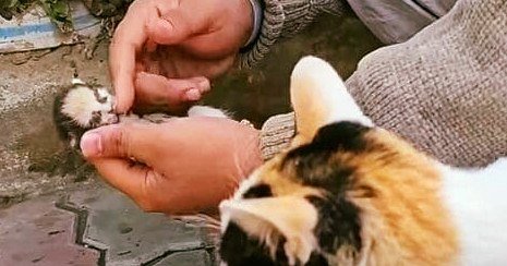 Mama cat places her dying kitten in man’s hands, receives a response she will never forget