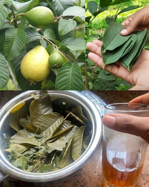 25 Incredible Benefits of Guava Leaves