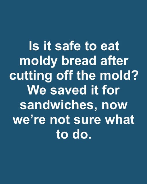 Understanding Mold: What It Is and How It Grows